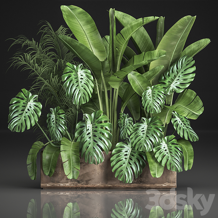 Collection of plants overgrown in a flower pot with monstera, bushes