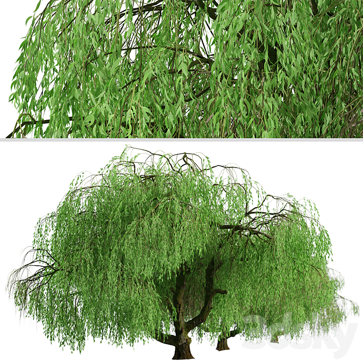 Weeping willow tree, Salix babylonica