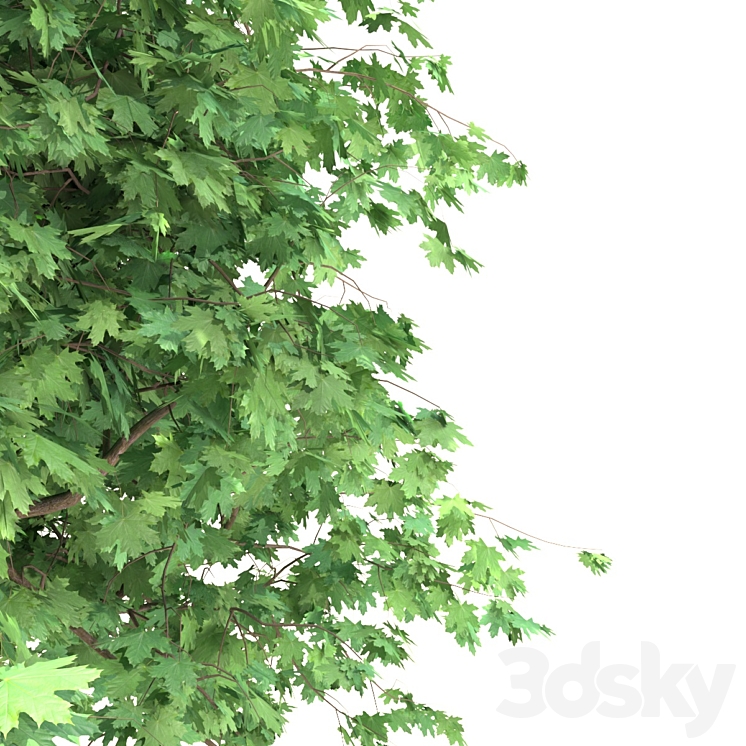 Curly maple, tree Tree 3D model