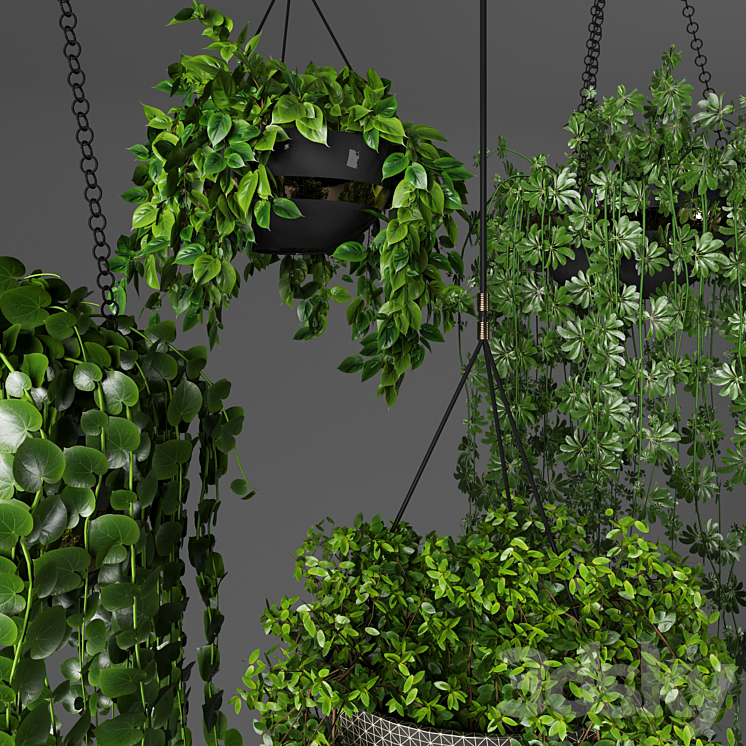 Plant collection23 - Indoor - 3D model