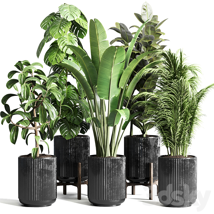 Collection indoor plant 110 pot plant ravenala ficus rubbery monstera