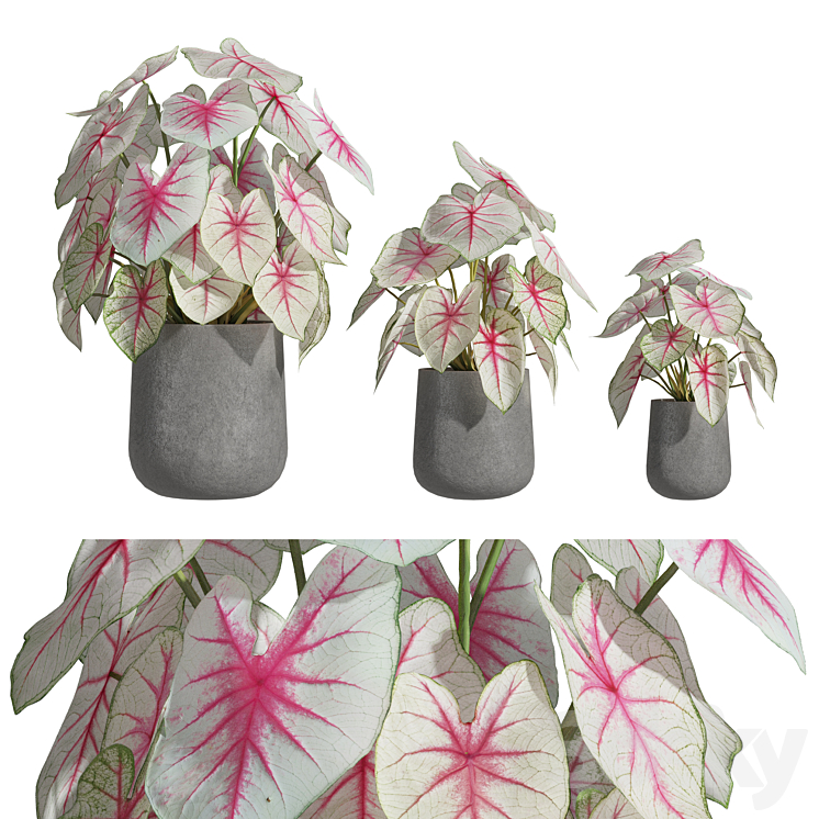 Caladium Fiesta 01 - Indoor - 3D model