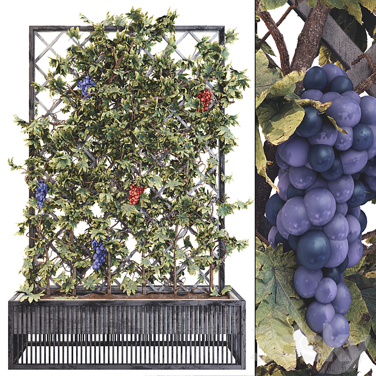 Grape Tree Flower Box 01 Outdoor 3D model