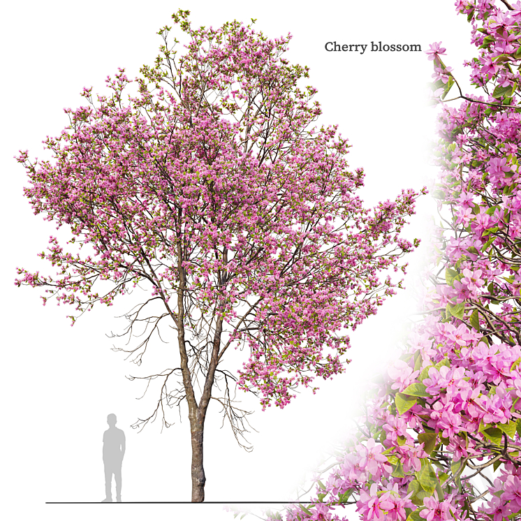 cherry blossom - Tree - 3D model