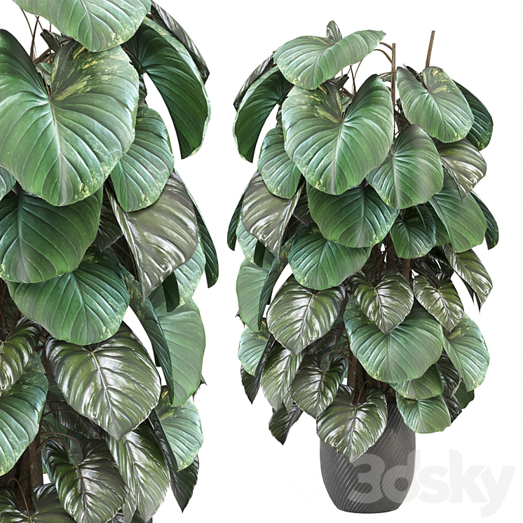 indoor Plants Collection - Set 1055 - Indoor - 3D model