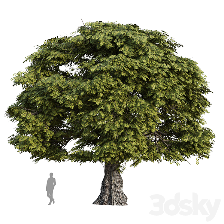 Oak tree #2 - Tree - 3D model