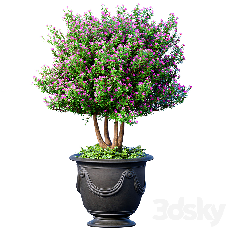 An ornamental tree is a plant in a classic potted flowerpot. Indoor ...