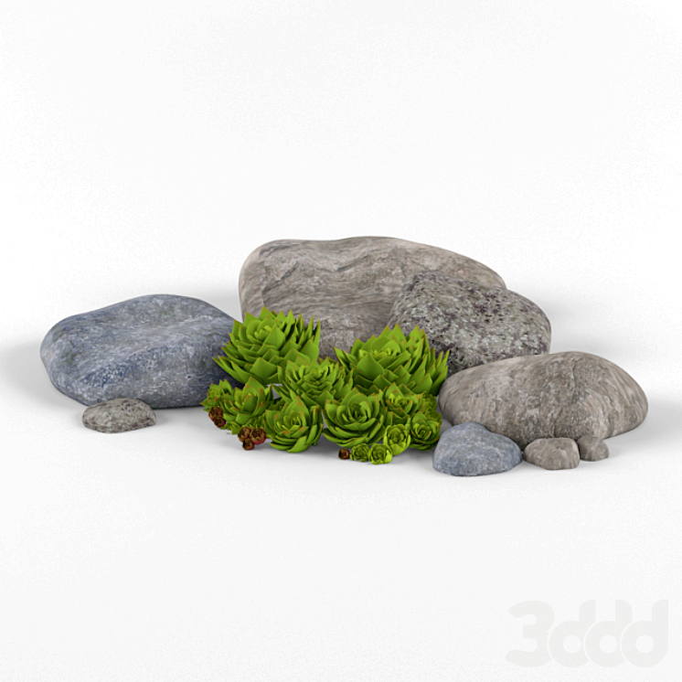 Молодило кровельное Sempervivum tectorum - Трава - 3D модель