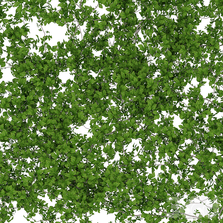 Стена из листьев - Уличные - 3D модель
