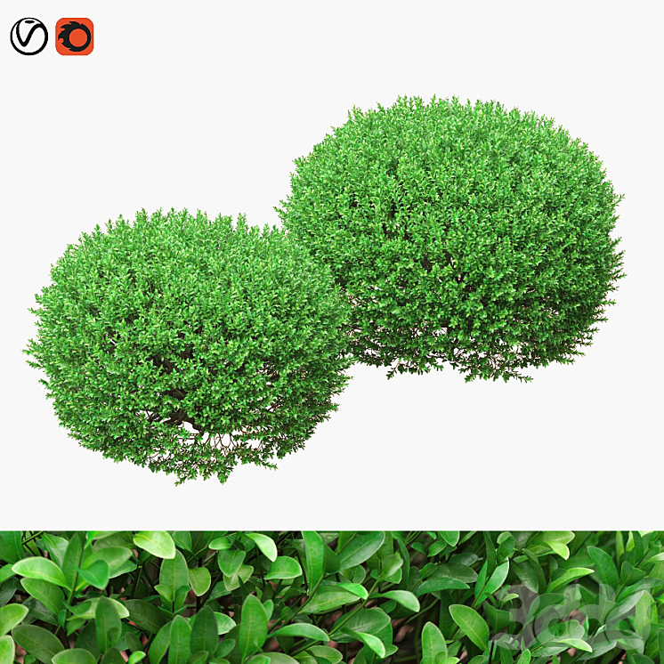 Большие круглые кусты самшита - Кусты - 3D модель