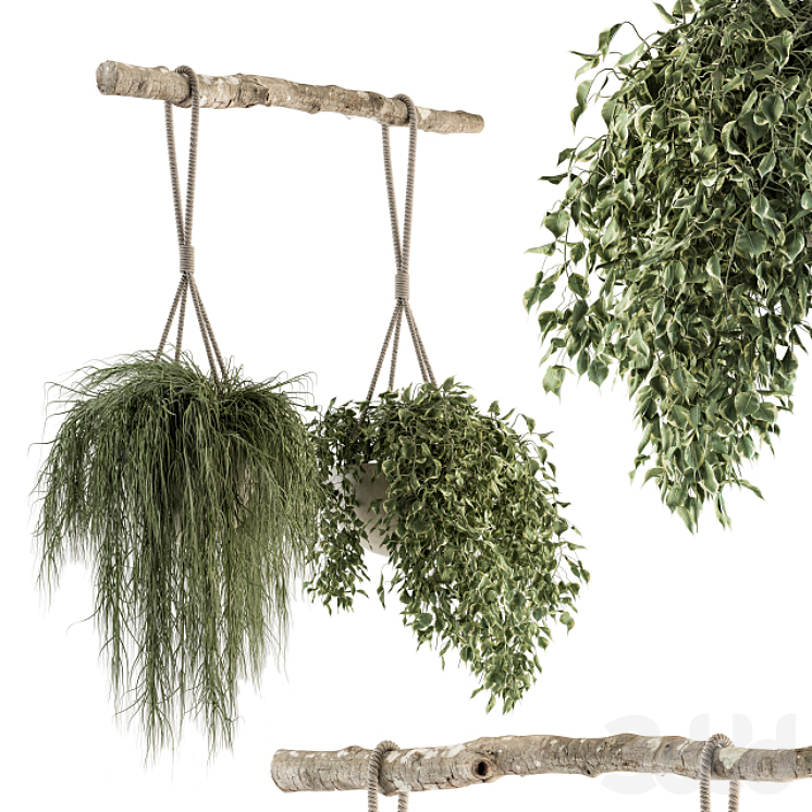 indoor Plant Set 229 Hanging Plants with Rope Комнатные 3D модель