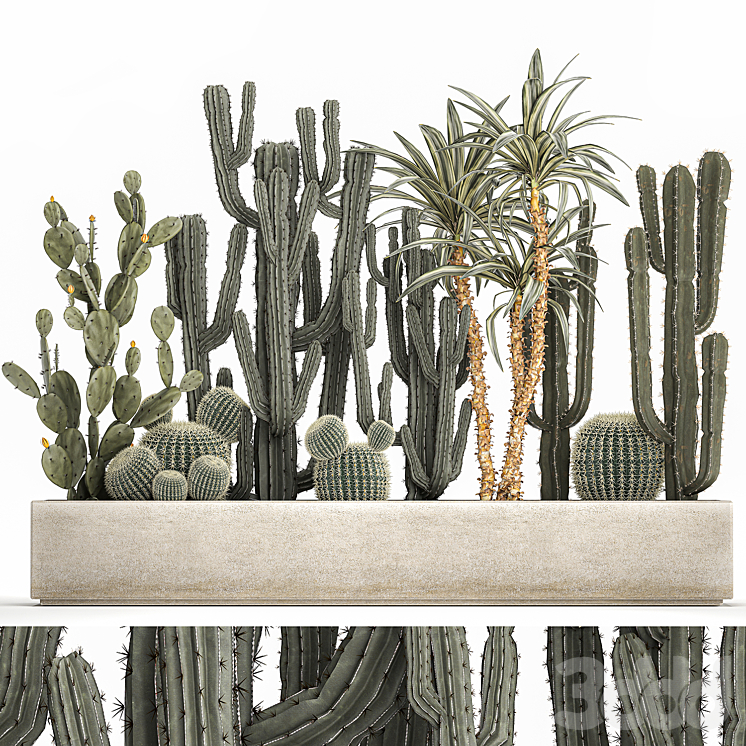 семена кактусов забияка. набор кактусов. кактусы в пятерочке. кактус микс 505. горшок с множеством кактусов.