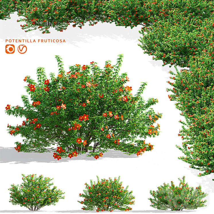 Лапчатка кустарниковая красная | Potentilla fruticosa - Кусты - 3D модель