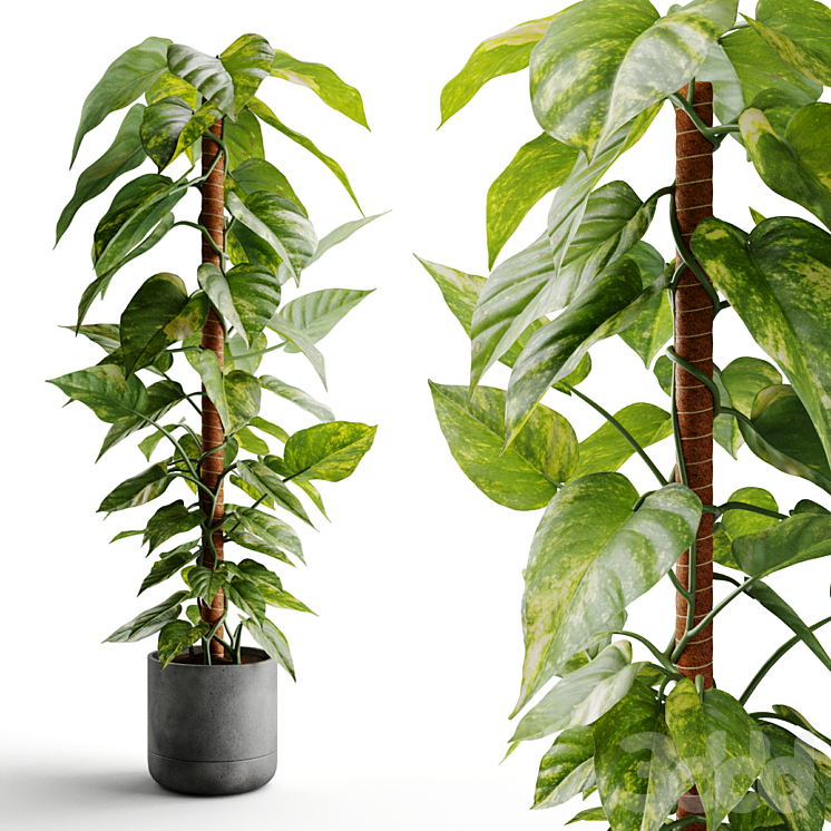 Эпипремнум золотистый (сциндапсус) - Комнатные - 3D модель