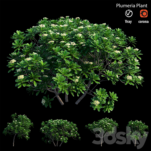 Plumeria Obtusa - Bush - 3D Models