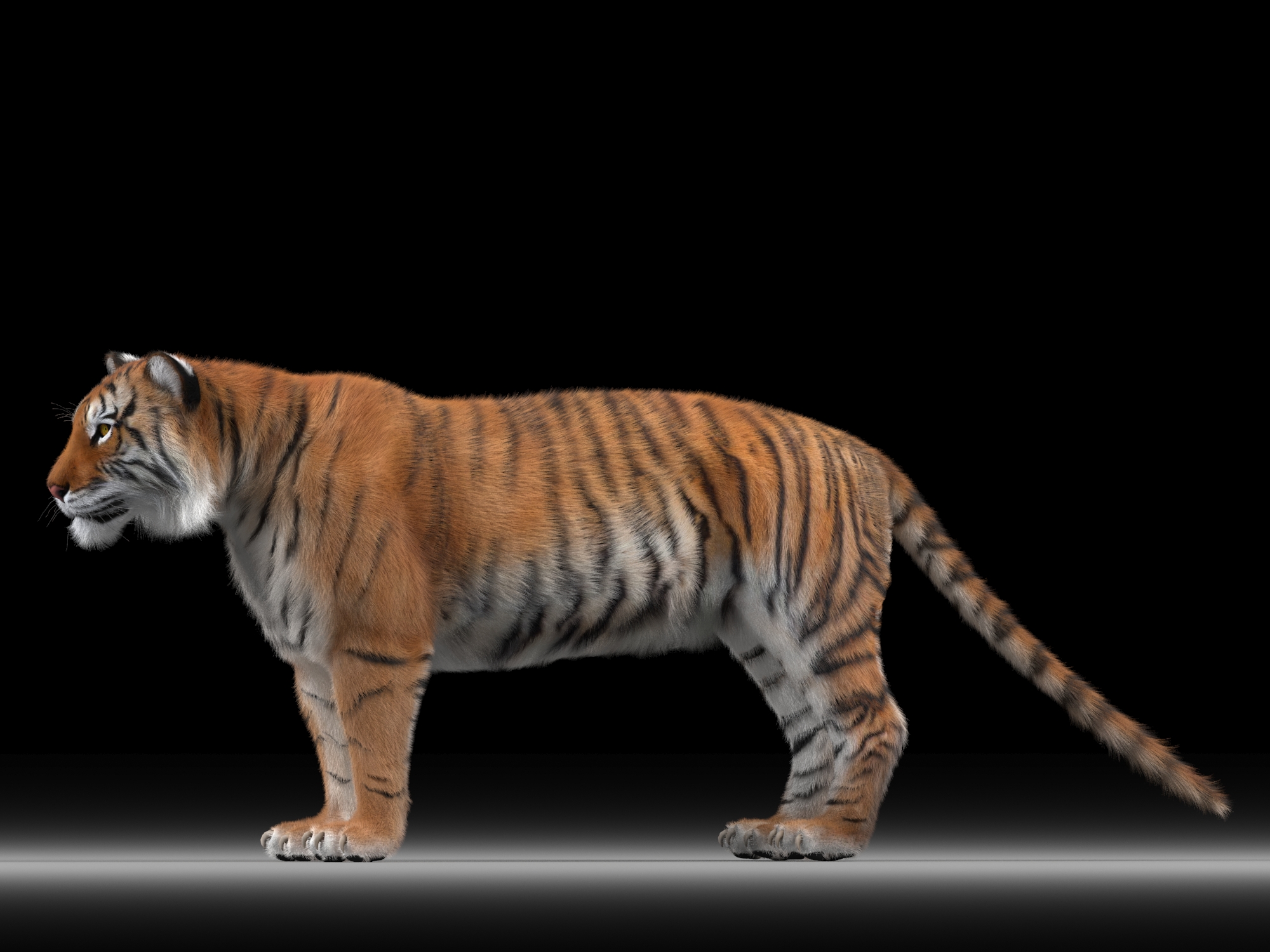 Tiger - Работа из галереи 3D Моделей